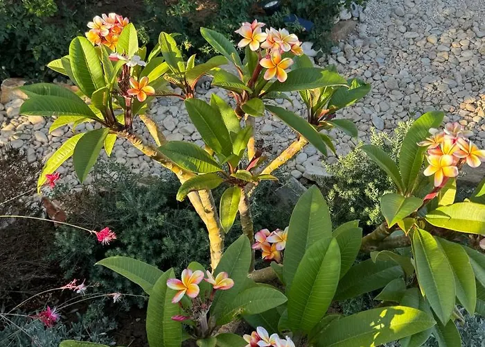 Plaka House Naxos Tatil Evi